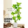 Ficus benjamina dourado sala de estar grande folha de flor verde figueira-da-borracha grande vaso interior pouso boa planta de casa banyan rico
