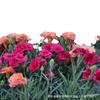 Semillas de Clavel, Florales de Cuatro Estaciones, Plantas para Observación de Flores, Plantas de Maceta de Interior, Semillas de Flores para Patio, Florales de Patio Fáciles de Cultivar