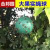 Hebang Jardín Trampa para Moscas Bola Mosca de la Fruta Árbol de Cítricos Insecto a Prueba Trampa para Moscas Bola Grande Trampa para Drosophila Bola Gusano Pegajoso