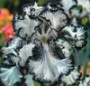 Semillas de rizomas de iris de flor azul, semillas de flores de bulbo, fáciles de cultivar y florecen todo el año, adecuadas para paisajismo de jardines y plantas en maceta