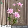 Flores de Lisianthus Artificiales de 5 Cabezas con Hojas, Flores Decorativas para Bodas, Accesorios de Fotografía, Decoración del Hogar, Sala de Estar, Arreglos Florales para Centros Comerciales