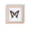 Especimen de Mariposa Real Pintura Decorativa Colgante Adorno de Insecto con Ojos Azules, Marco de Madera Maciza, Regalo para Mejor Amigo, Recuerdo Único