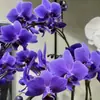 Las plántulas de Phalaenopsis son fáciles de cultivar en todas las estaciones. Plantas Verdes y Flores en Maceta para Balcón de Oficina en Interiores Fáciles de Cultivar