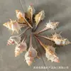 Al por mayor en stock Mariscos, Caracolas, Estrellas de mar, Decoración para acuario, Conchas de caracola para micro-paisaje DIY hecho a mano