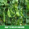 Red de Escalada Transfronteriza para Pepinos, Frijoles, Soportes de Escalada, Red para Crisantemos, Red de Nylon para Plantas, Red de Escalada para Plantas de Jardinería y Agrícolas