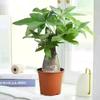 Árvore do Dinheiro Planta Verde Grande de Chão Envasada Decoração de Sala de Estar Planta Inauguração Boas-Vindas Trança Árvore do Dinheiro Bonsai