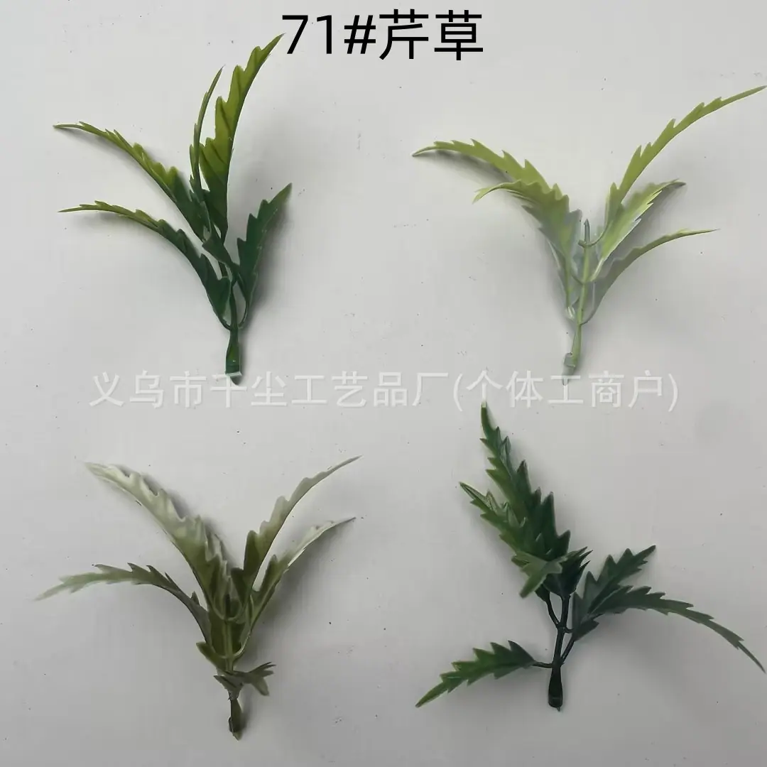 71#芹草.jpg