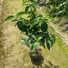 Muda de Árvore de Hortênsia Chinesa Douqiongqiong Hua Vila de Jardim Resistente ao Frio Resistente ao Calor Quatro Estações Tipo Maqiu Mudas de Plantas para Verdejamento