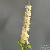 Arranjo de Chão com Flores Artificiais Cor de Champanhe, Rosa de Casamento, Hortênsia, Material de Flores para Corredor de Teto, Arranjo de Decoração para Auditório