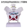 Modelo de Pelvis Femenina, Modelo de Músculos del Suelo Pélvico, Modelo Uterino Pélvico, Modelo de Enseñanza del Parto y la Partería