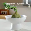 Venta al por mayor Dropshipping de Una Pieza Jianshan Bola de Musgo de Bergamota Maceta Bambú de Arroz Calamo Hidropónico Bonsái Helecho Fabricante Venta Directa