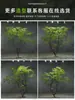 Escenario de Exhibición de Ventana Pieris Japonica Simulada Planta Interior de Gama Alta Arce Japonés Biomorfo Planta Verde Decoración Árbol Artificial Grande Paisaje