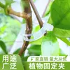 Clips fijadores para plantas, clips para enredaderas, clips de plástico para atar enredaderas, clips para atar ramas, clips colgantes para enredaderas, clips de soporte para enredaderas, clips fijadores para tomateras