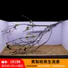 Árbol para paisajismo de acuario sudamericano, ramas secas, ramas de peral amarillo, decoración de sustrato, pecera pequeña, ramas naturales, decoración de paisajismo y paisajismo.