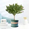 Gipsofila Planta em Vaso Floresce Quatro Estações Planta de Mesa Haste Única com Botões Florais Varanda Pátio Fácil de Cuidar Jardinagem de Engenharia Interior