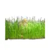 Sementes para Plantas Aquáticas Usadas em Aquários Ecológicos, Grama de Rápido Crescimento para Piscicultura e Paisagismo Durante Todo o Ano, Sementes de Grama Cabelo de Boi Folhosa Grande e Pequena