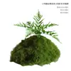 Musgo Sintético Decoración Suave para Interiores Conjunto de Micro-Paisajismo Combinación Ventana Pasillo Musgo Falso Planta Verde Decoración de Paisajismo Arreglo