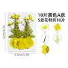 Paquete de Materiales DIY Estampados con Flores Secas Cuidadosamente Seleccionadas Móvil de Flores Coloridas Pegamento para Celular Marcador Estampado para Rostro Paquete de Abanico de Heno