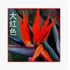 Oferta Especial Plantas y Flores Verdes Grandes de Interior, Plantas en Maceta Ave del Paraíso, Strelitzia Regina Plantas Verdes Ornamentales para el Hogar Bonsái