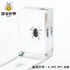 Artesanías de especímenes, insectos reales, escarabajo ciervo, escorpión, escarabajo, araña, regalos de enseñanza de ciencias biológicas, adornos de resina