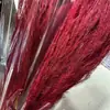 Hierba Barba de Dragón Eterna, Hierba de Junco, Flores Reales, Venta al por Mayor Fabricante de Yunnan, Serie Fuegos Artificiales de Ensueño, Materiales Florales para Cortinas de Boda, Decoración Suave