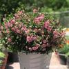 Las plántulas de Hibisco Pequeño en Maceta Dama Elegante son Perennes de Hoja Perenne y Fáciles de Cultivar y Florecen Continuamente en el Patio