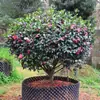 Planta de Semilla Flor de Ciruelo Bola Flor Roja Grande Maceta Flor de Jardín Balcón Villa Enverdecimiento Todas las Estaciones Perenne Tolerancia al Frío y la Sequía Fácil de Cultivar