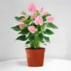 Planta en Maceta de Anturio con Flores, Planta de Interior para Escritorio de Oficina, Planta Verde para Sala de Estar, Purifica el Aire, Bonsái Fácil de Mantener
