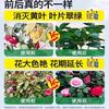 Solución Nutritiva Especial para Camelia, Camelia, Hoja Amarilla, Punta Quemada, Camelia Seca, Fertilizante Especial para Hoja Amarilla, Tipo Sin Diluir