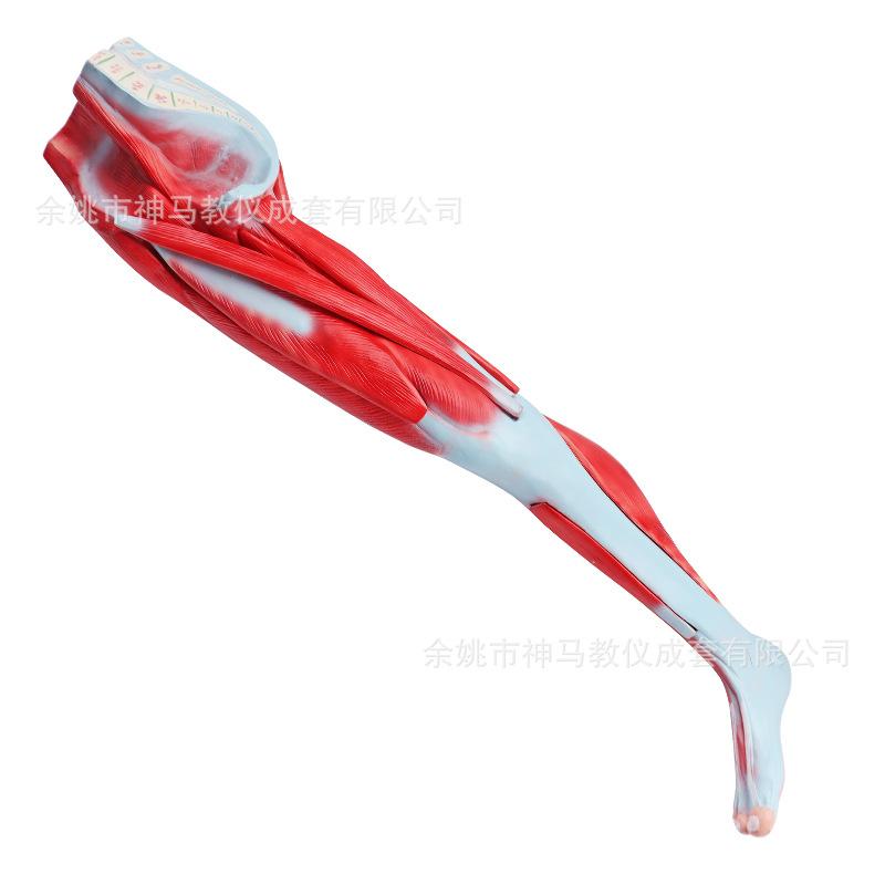 人体下肢肌肉解剖模型-7