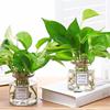 Vaso de planta hidropônica de vidro fresco criativo rabanete verde Jiuli vaso de flor hidropônico transparente vaso de pescoço de mesa