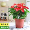 Color Soñador Rojo PalmaMelocotón Labios Color Soñador Palma, una planta hidropónica de cuatro estaciones, tolerante a la sombra y de fácil cuidado que elimina eficazmente el formaldehído