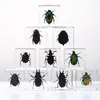 A Fábrica de Artesanato Zhongkun vende espécimes de insetos genuínos como itens decorativos, embutidos em resina de alta transparência, como brinquedos científicos educativos para crianças.