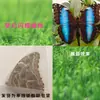 Especímenes de Mariposas Reales para Práctica, Mariposas Originales con Alas Sin Abrir, Materiales DIY para Espécimenes de Insectos, Mariposas Monarca, Insectos Originales, Mariposas Cola de Golondrina
