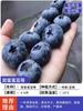 Dropshipping de plántulas de arándanos, plántulas de arándanos, plántulas de frutos grandes en macetas, plántulas de plantación norte y sur, verde ojo de conejo.