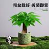 Árvore da Fortuna Plantada em Vaso Desktop Planta Criativa Enfeites Florais de Escritório e Plantas Verdes Coco Rico Funcho Pequeno Bonsai