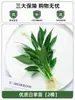 Planta de Ave del Paraíso Hidropónica en Maceta para Escritorio, Estilo Nórdico, Planta de Interior Perenne, Hojas Grandes, Cultivada en Agua, Tolera la Sombra, para Sala de Estar