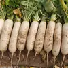 Sementes de Rabanete Branco Yangchun Dayu, Sementes de Rabanete Coreano Branco de Raiz Longa, Vegetais para Cultivo em Horta e Campo