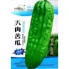 Semillas de Melón Amargo Verde Esmeralda Tierra de Cultivo Huerto Base Fácil de Cultivar Piel de Melón Verde Brillante Pulpa Gruesa Semillas de Melón Amargo