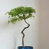 Bonsái Estilo Zen con Tocón Viejo Huangjing para Decoración de Dormitorio Interior, No Incluye Maceta