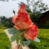 3 Cabezas de Rosas de Borde TostadoDos Flores Una Yema Decoración de Boda Accesorios para Pared de Flores Guía de Camino Fotografía Graduación Ramo de Mano