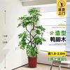 Planta en Maceta Grande de Interior de la Planta Perenne Schefflera Arborvitae para la Sala de Estar, Diseño de Pie