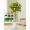 Planta de Limoeiro em Vaso com Frutos, Planta Verde Comestível, Grande para Sala de Estar Interna Varanda, Planta de Floração Quatro Estações, Fácil de Manter