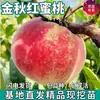 Plántulas de Melocotón Rojo Otoño Dorado de Una Pieza para Envío Directo para Plantar en el Norte y Sur, Plantas en Maceta Extra Grandes para Plantar y Injertar Plántulas de Melocotón