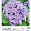 Planta de Hortensia en Maceta con Capullos de Flor, Plántulas de Flor Endless Summer, Flores para Todas las Estaciones, Balcón, Patio, Plantas Verdes de Interior en Flor