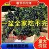 Dropshipping de plántulas de arándanos, plántulas de arándanos, plántulas de frutos grandes en macetas, plántulas de plantación norte y sur, verde ojo de conejo.