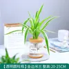 Plantas Hidropónicas Favoritas de los Agricultores Bonsái de Escritorio Plantas Verdes Planta Roja de la Suerte Plantas Pequeñas en Maceta Escritorio de Oficina Plantas Verdes Pequeñas Fáciles de Cuidar