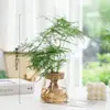 Vaso de Vidro Hidropônico Transparente Minimalista Criativo para Cultivo de Plantas Verdes Como Jiboia, Osmanthus e Pinheiro Arhat