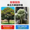 Mudas de Osmanthus, Árvores de Osmanthus, Osmanthus Dourado, Florais de Quatro Estações, Plantas em Vasos para Interior, Fácil de Cultivar no Quintal, Velhos Troncos Preciosos, Resistente ao Frio do Norte