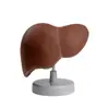 Suministro de Hígado Natural, Modelo de Enseñanza Médica Natural, Modelo de Anatomía Humana, Modelo de Anatomía Hepática Pancreática